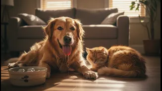 Veterinary Warnings about Indoor Heatstroke: A Useful Guide for Indian Cat, Dog and Small-Animal Owners