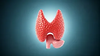 Thyroid Health: Understanding & Managing the Gland