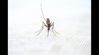 How to Prevent Malaria During the Monsoon Season