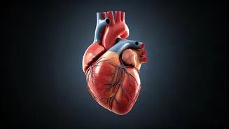 Heart Failure: Understanding Symptoms & Prevention