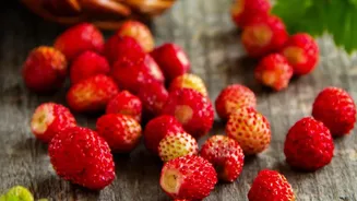Indian Strawberry Breeding: What Changes for Farmers and Food Readers