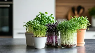 Grow & Glow: Transforming Your Home with Vibrant Microgreens