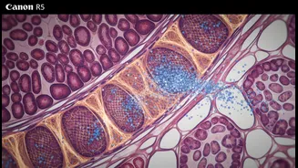 Why High-Density Fiber Inclusions Protect Colon Linings From Heavy Protein Breakdown Side-Effects