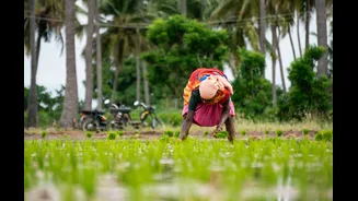 Understanding Crop Insurance for Indian Farmers