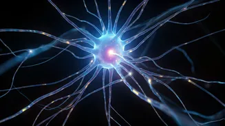 Unveiling Biocomputers: The Brain's Next Frontier