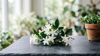 Floral Fragrance and Visual Appeal Define African Jasmine's Everyday Uses