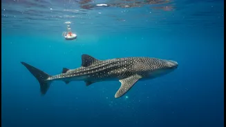 Nature Explains Why Ocean Observation Is Becoming Increasingly Important