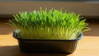 Home Gardening: Simple Steps to a Greener Lifestyle