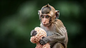 From Lonely Macaque to Loving Companion: Punch's Heartwarming Journey of Friendship