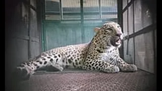 When Leopards Become Urban Neighbours! How Indore Is Redesigning Wildlife Governance