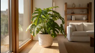 Safe Plant Placement Balances Sunlight with Structure and Access
