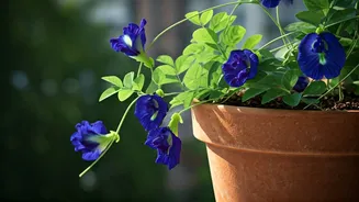 Cultivate Divine Blue Blooms: Your Balcony Guide to Growing Aparajita