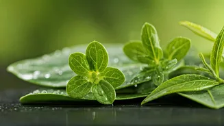 How To Calm Heated Humid Skin Using Korean Botanical Complexes