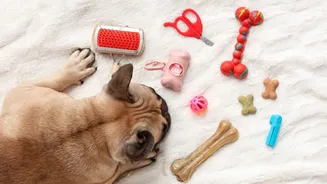 Pet entediado? 5 brinquedos interativos que estimulam a mente e ajudam a reduzir a ansiedade