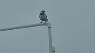 Madhya Pradesh January 11, 2026, Weather Update: Cold Wave Alerts For 7 Districts; Dense Fog Keeps State Shivering