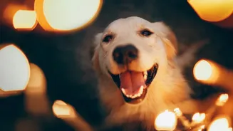 Calming Dogs During Firecrackers: A Pet Guide
