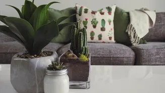 How to style your home with indoor plants