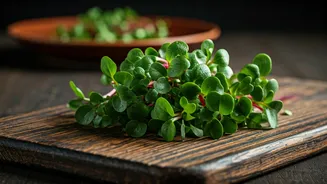 Boost Dinner Nutrients By Sprinkling Fresh Home Grown Radish Shoots