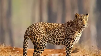 Why Autumn Safaris In Madhya Pradesh Offer Amazing Wildlife Photography Conditions