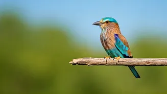 India's Summer Skies: 6 Avian Beauties to Spot This Season