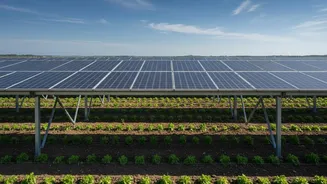 Checking Crop Shade Comes First after India's Latest Agrivoltaics Drive