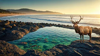 Seaside Regeneration: Can Elk and Artificial Rock Pools Revitalize Sandown?