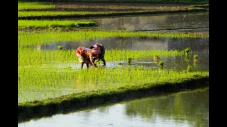 India's Weak Monsoon Explained: El Niño And The Risks Ahead For Food, Farming, Economy