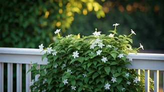Jasmine Turns Ordinary Railings Into Garden Features