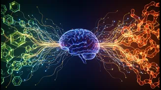Glucose And Fructose Gut-Brain Research: What Changes For Health And Nutrition Readers And Why