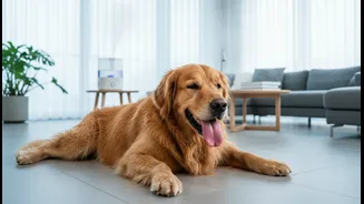 Indoor Pet Overheating in Humid Homes: The Case for More Attention to Cooling