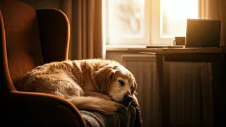 Why Remote Workers Must Adopt Senior Shelter Animals Today