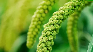 Gut Microbiome Boosters: Swap White Rice For High-Fiber Foxtail And Sorghum Millets