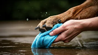 Paw Cleaning Should Follow Every Monsoon Walk