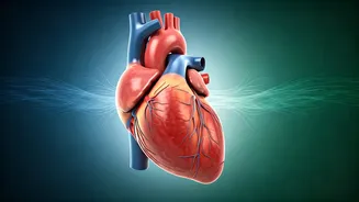 Your Heart's Best Friend: A Comprehensive Guide to a Healthier Cardiovascular System