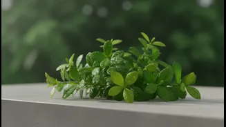 Small Indoor Plants That Thrive In July