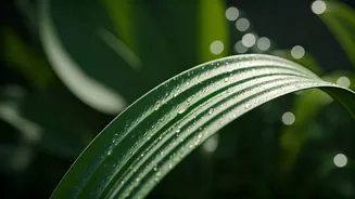 The Monsoon Skincare Upgrade: Botanical Ingredients From K-Beauty