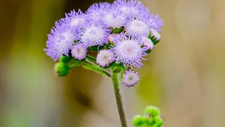 The Neelakurinji Flower Is for Viewing, Not Taking Home