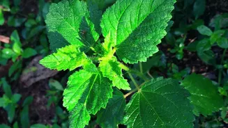 The Low-Water Gardening Shift Brings New Attention To Plant Choice By Long-Term Water Needs