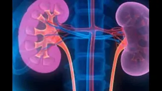 How Dehydration In Busy Urban Lifestyles Is Quietly Impacting Kidney Health