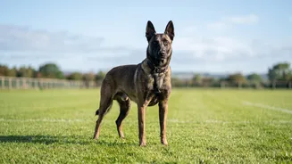 Warhound to clone elite working dogs