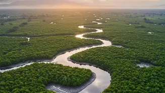 How Satellite Tracking Measures Mangrove Regeneration Performance In Sundarbans Swamps