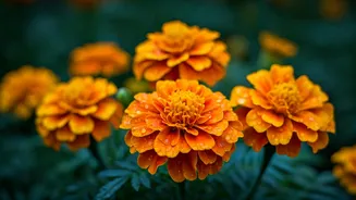 Rainy Months Make Marigolds Bloom Like Champions
