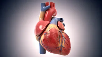 5 Heart-Healthy Habits to Reduce Heart Attack Risk: Expert Advice