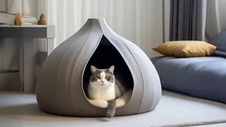 A Cat-Safe Apartment Should Offer Choice Between Open and Hidden Spaces