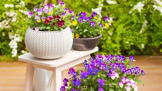 A Few Flowering Pots Can Change The Feel Of A Small Urban Balcony