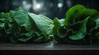 Skip Roadside Salads This Monsoon To Avoid Deadly Stomach Bugs