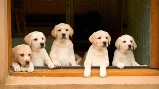 Why do dogs have smaller brains than wolves?