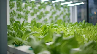 How Hydroponics Solved Space And Water Scarcity In Delhi