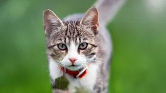 Monsoon Pet Care Guide Explains How Outdoor Walks Can Affect Animal Health