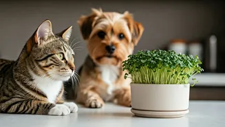 How Micro Green Patches Upgraded Daily Diets Of City Pets